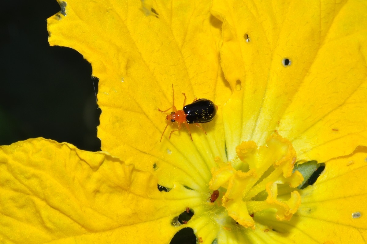 D90+60MM微距试拍，等效90mm焦距