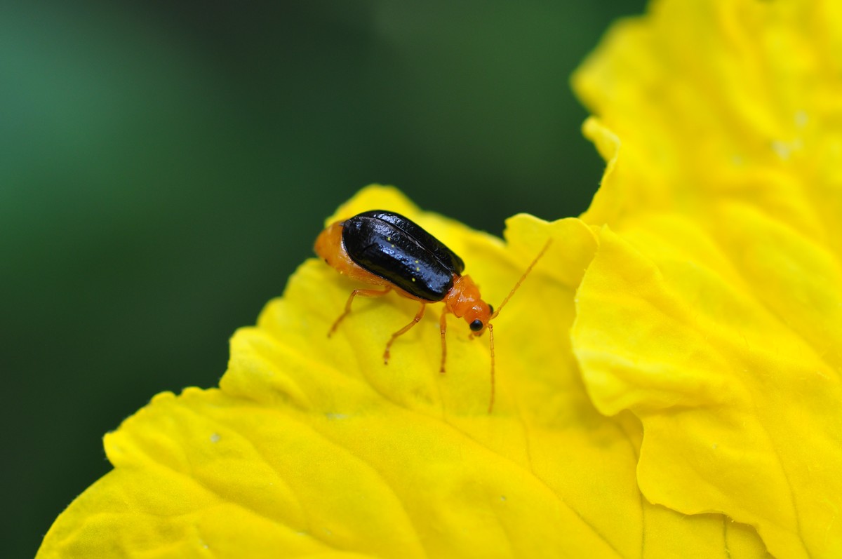 D90+60MM微距试拍，等效90mm焦距