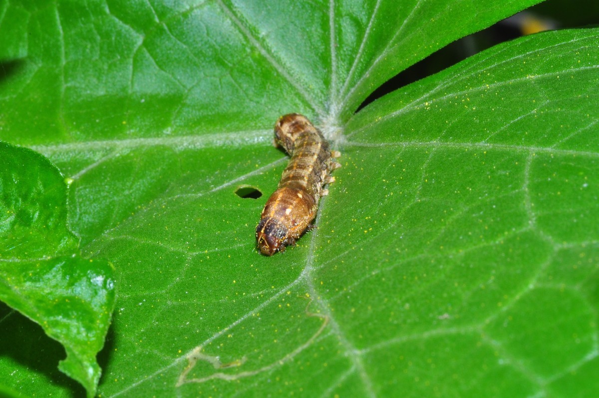 D90+60MM微距试拍，等效90mm焦距