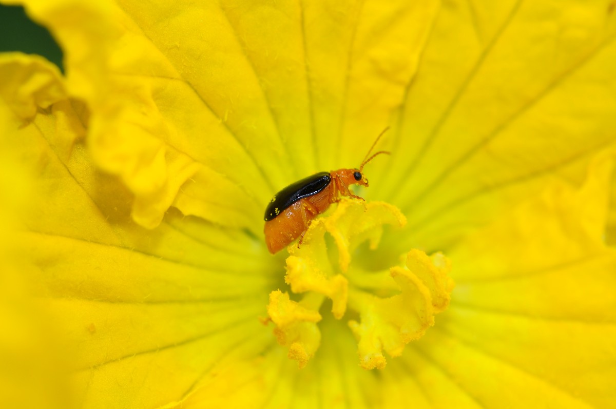 D90+60MM微距试拍，等效90mm焦距