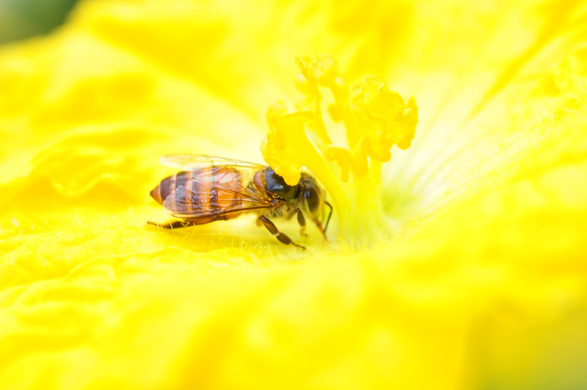 D90+60MM微距试拍，等效90mm焦距