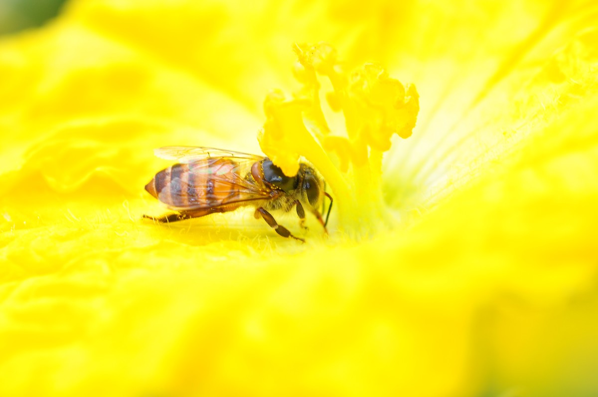 D90+60MM微距试拍，等效90mm焦距