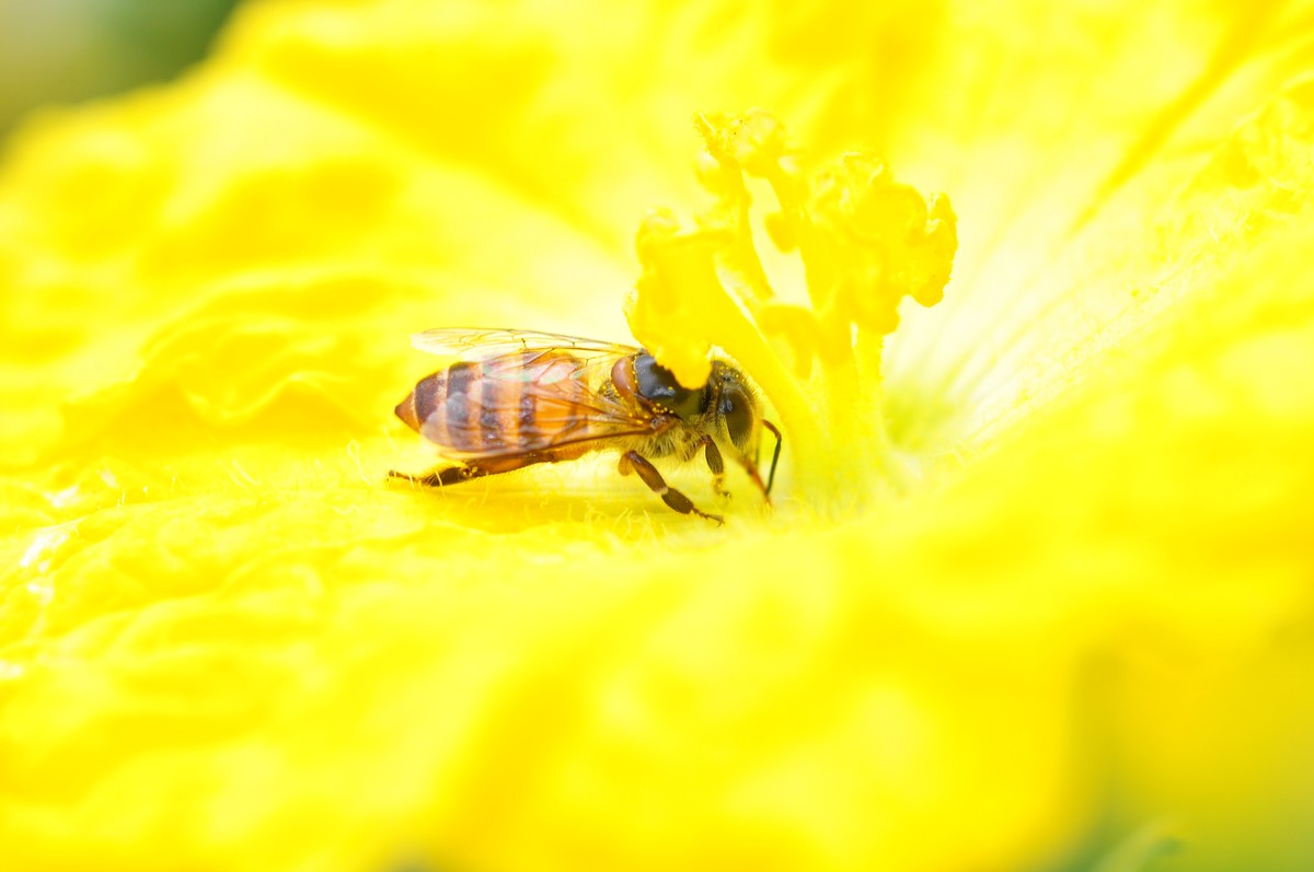 D90+60MM微距试拍，等效90mm焦距