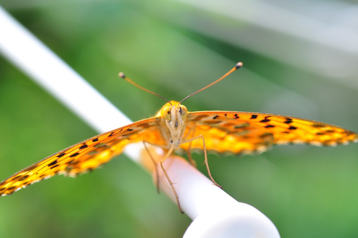 D90+60MM微距试拍，等效90mm焦距