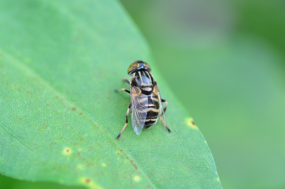 D90+60MM微距试拍，等效90mm焦距