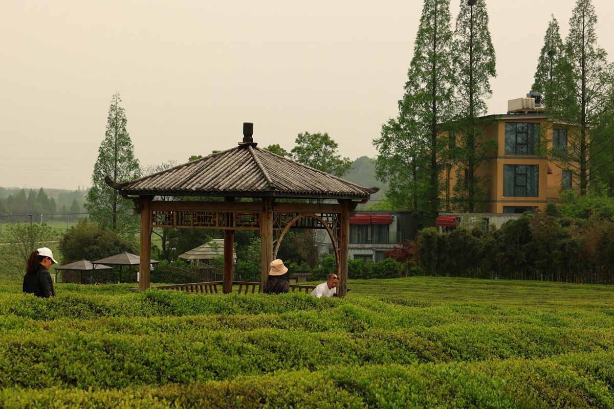 杭州余杭径山茶园游拍（一）
