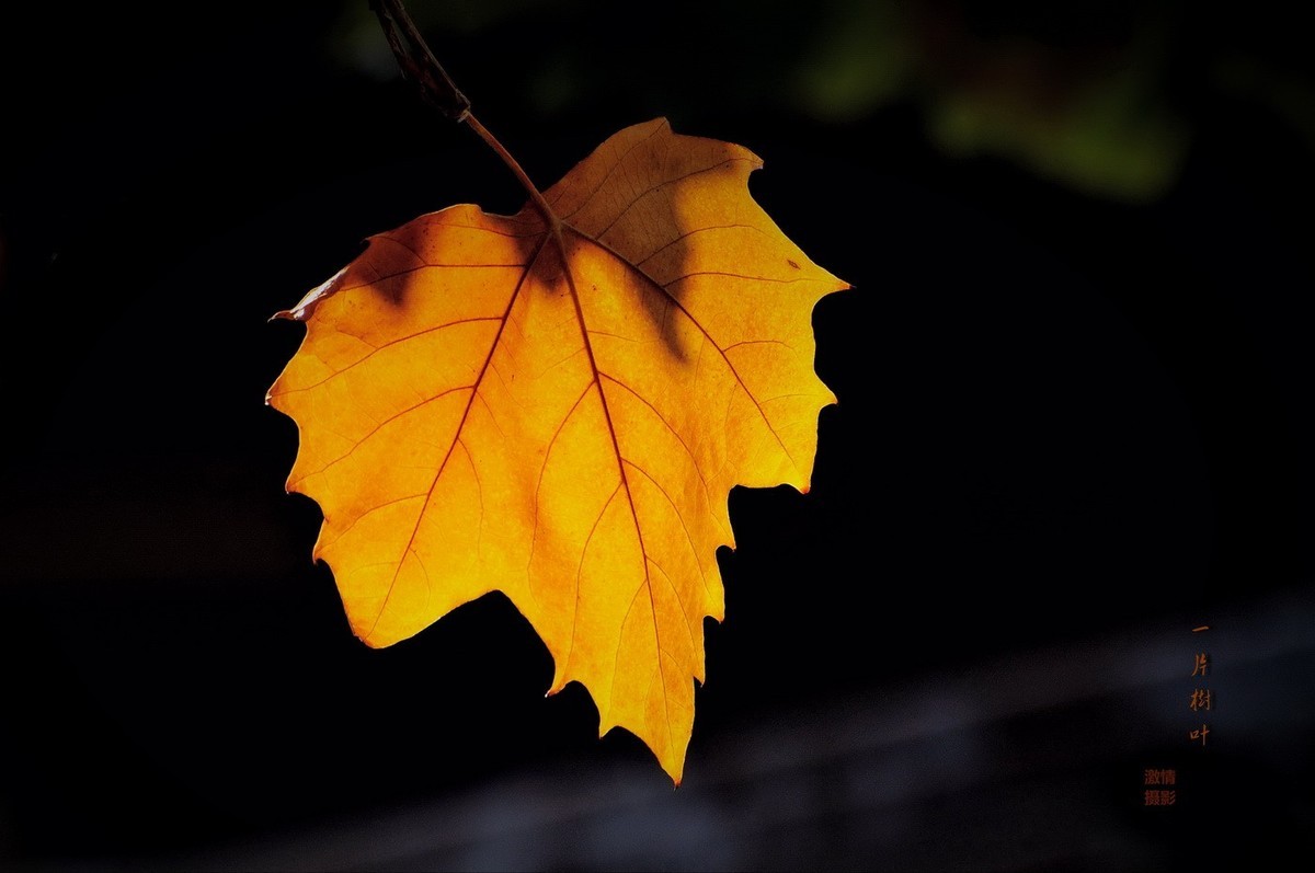 一片树叶
