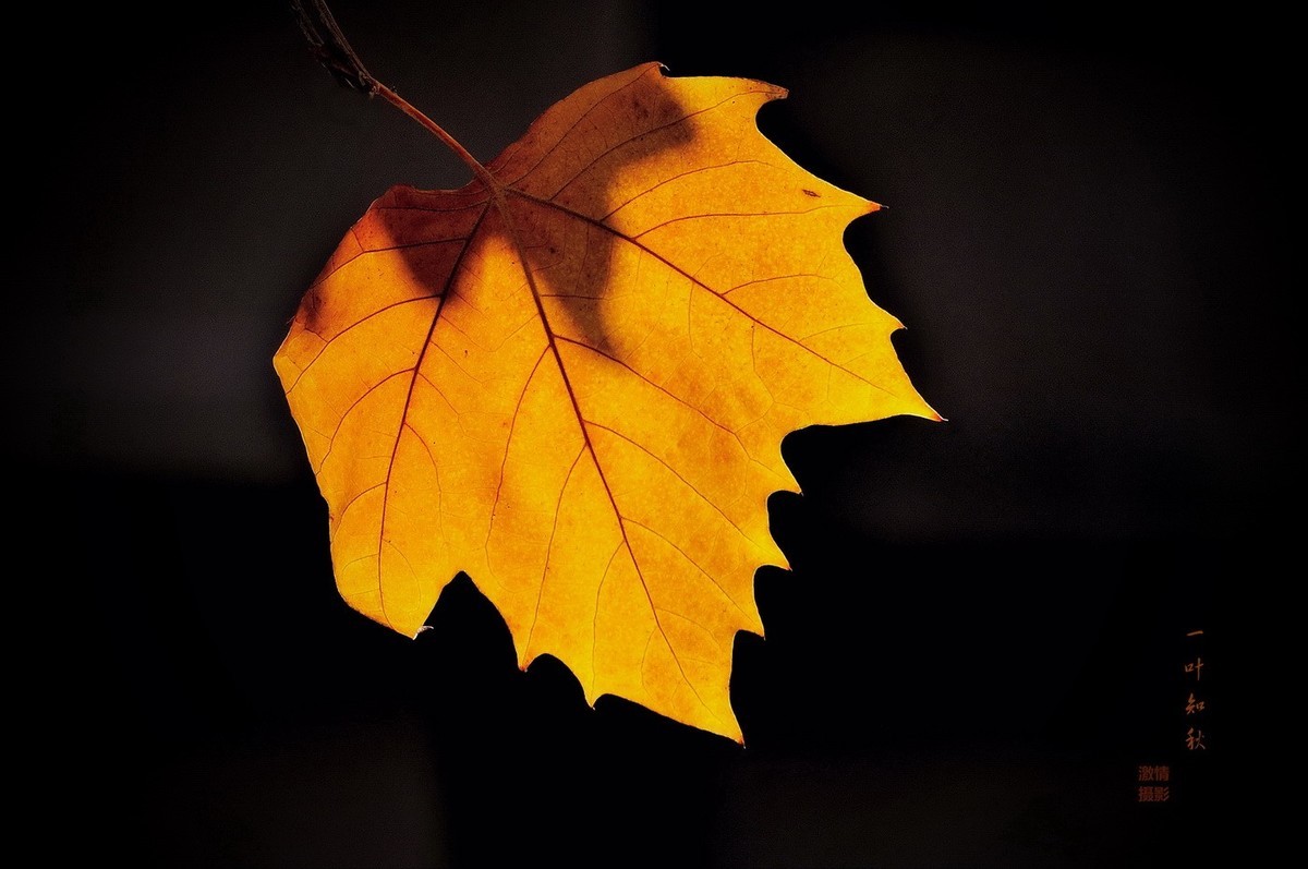 一片树叶
