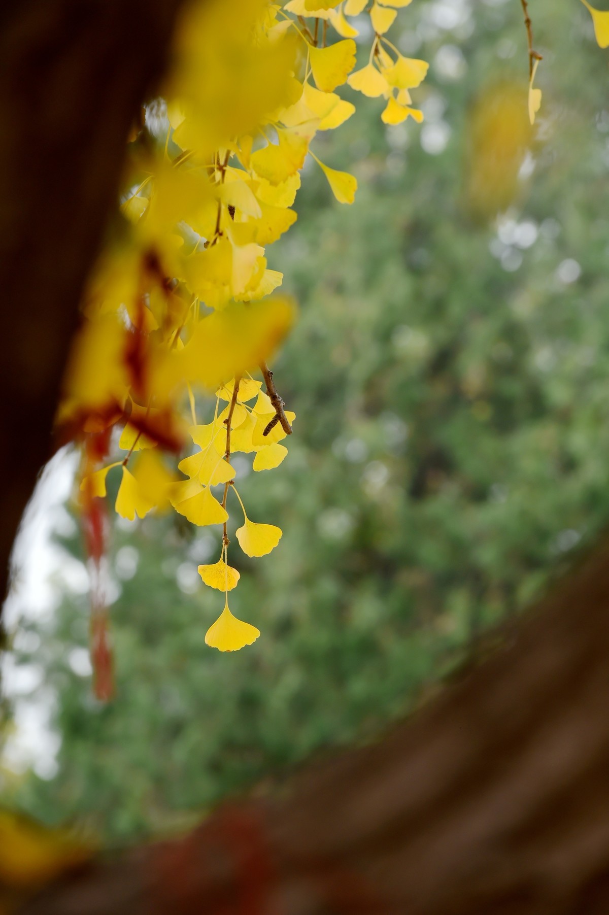 人间满目皆清欢，唯有银杏不负秋。