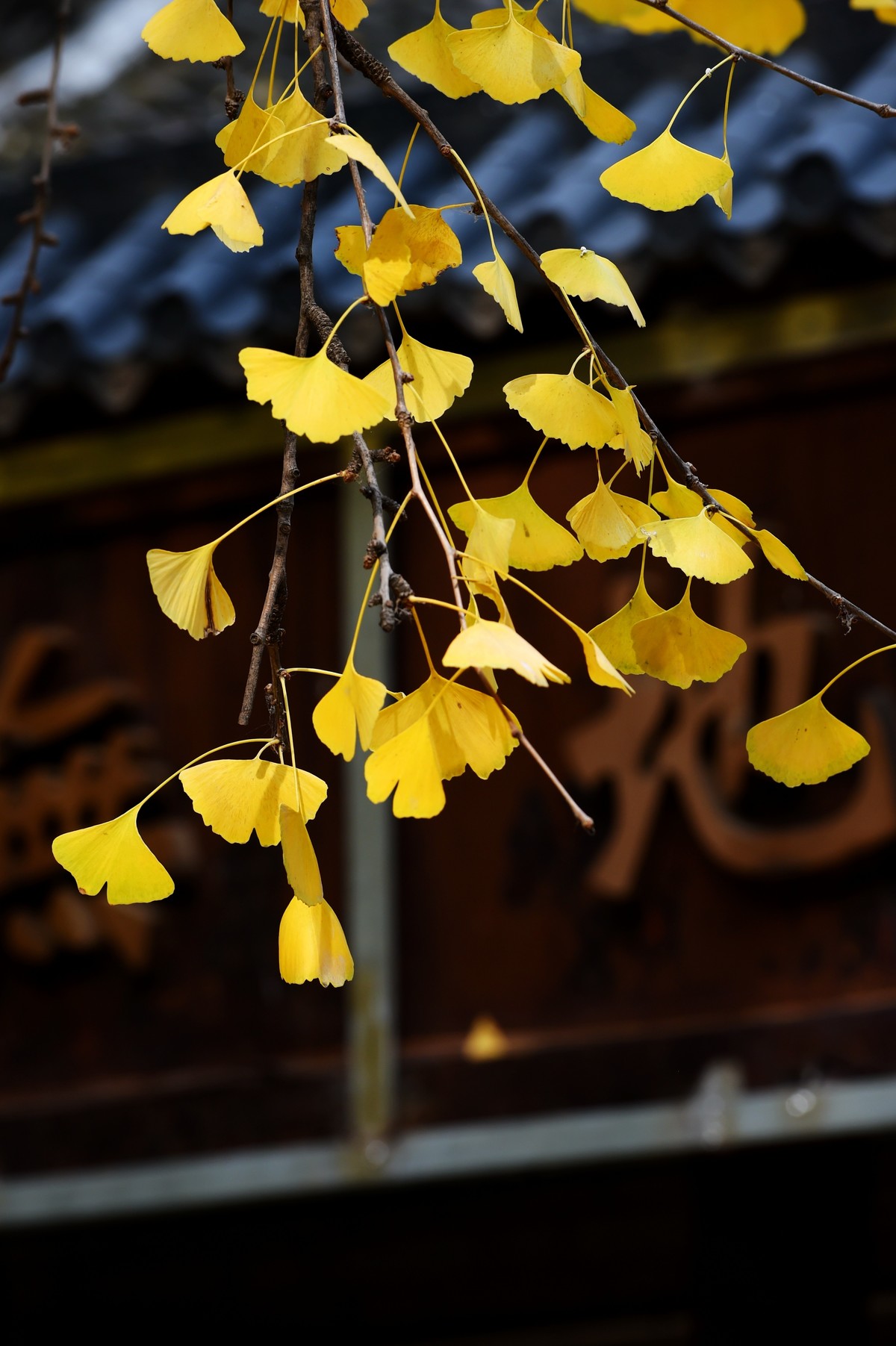 人间满目皆清欢，唯有银杏不负秋。