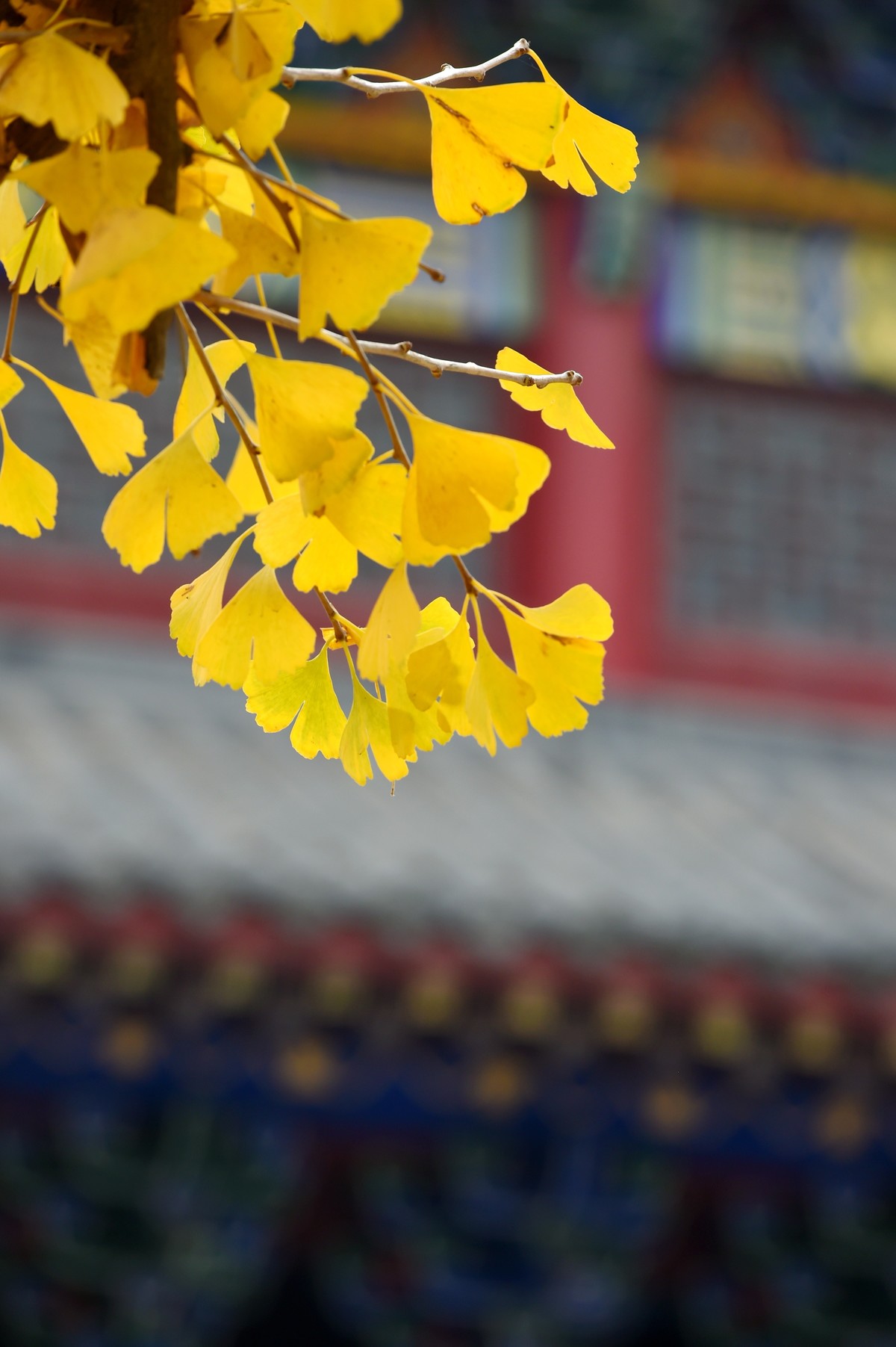 人间满目皆清欢，唯有银杏不负秋。