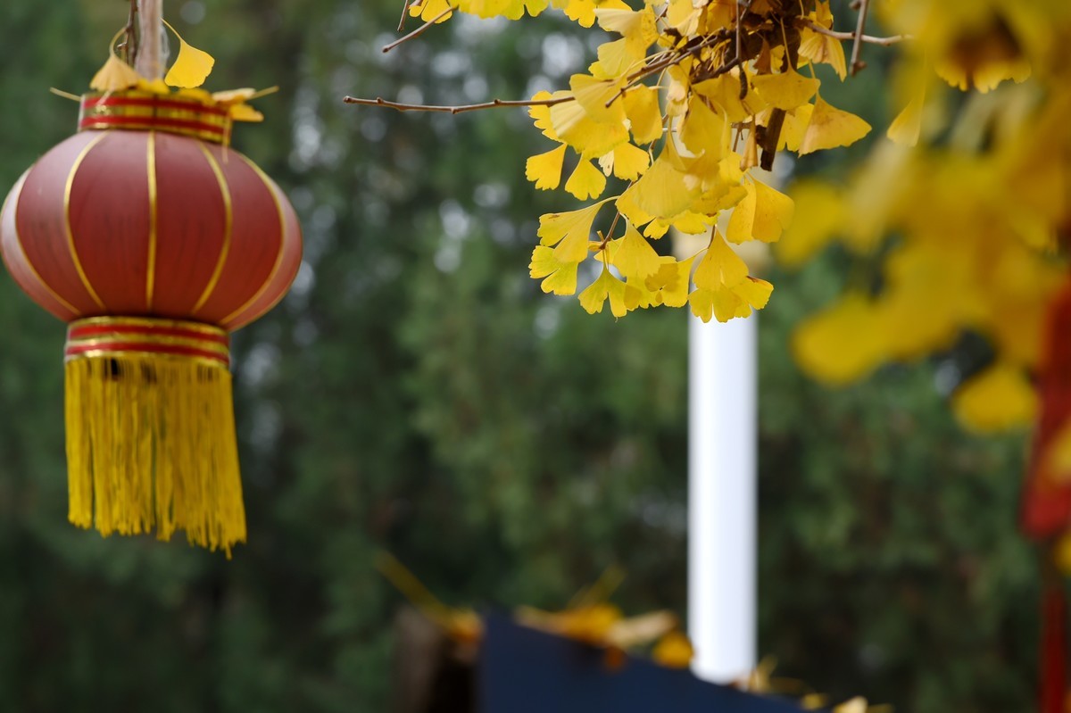 人间满目皆清欢，唯有银杏不负秋。