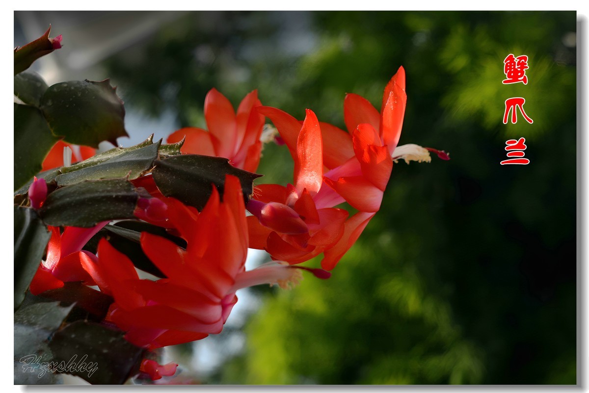 蟹爪兰（2024294）