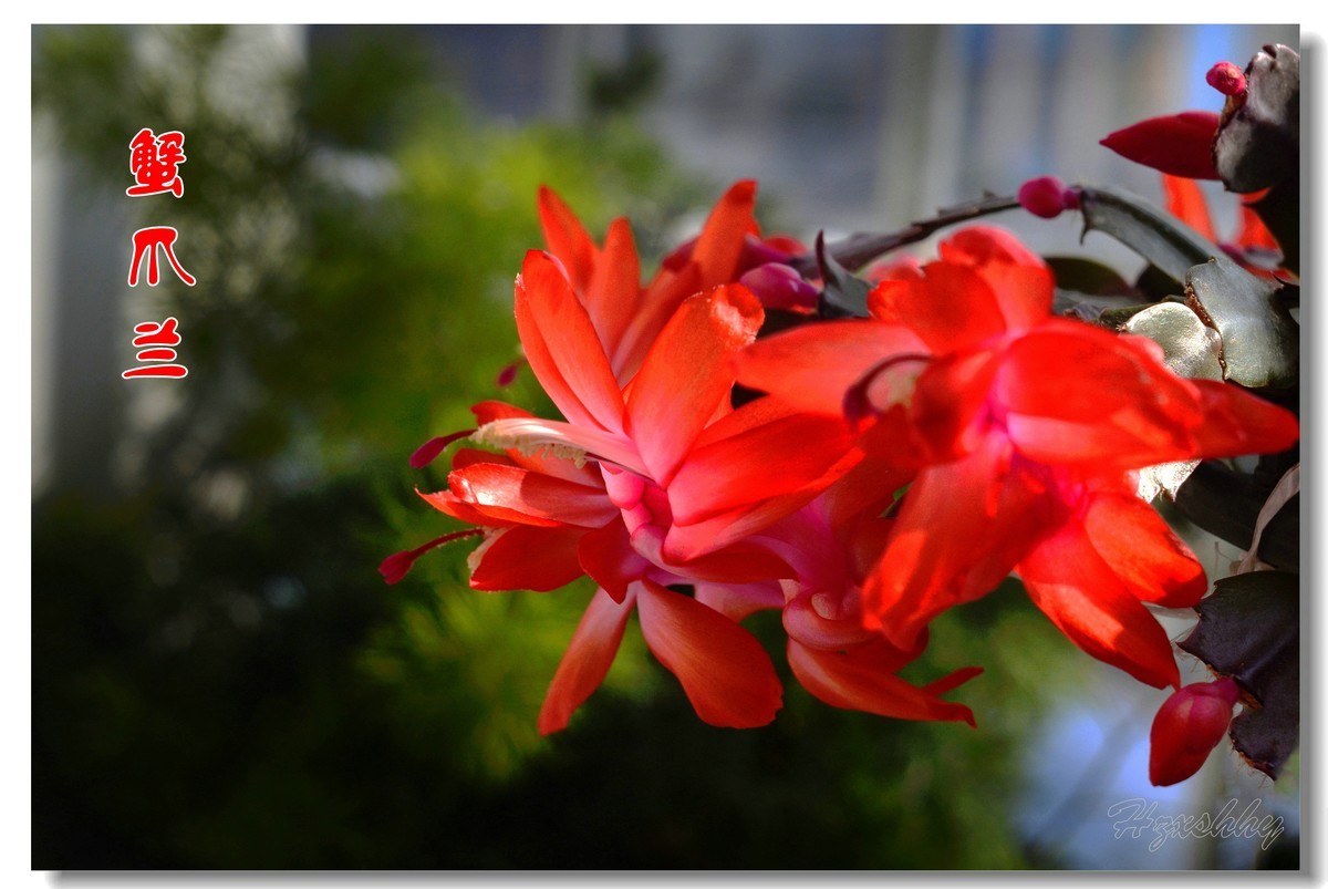 蟹爪兰（2024294）