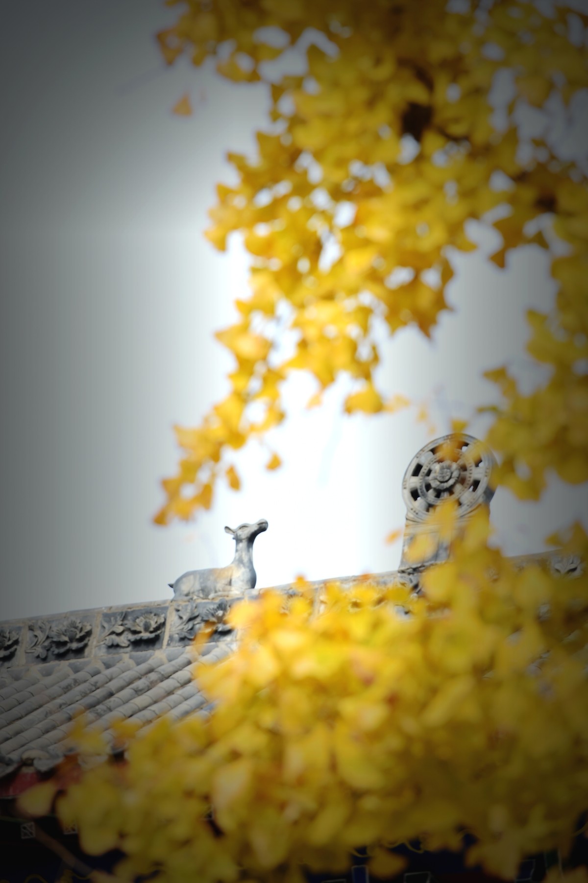 人间满目皆清欢，唯有银杏不负秋。