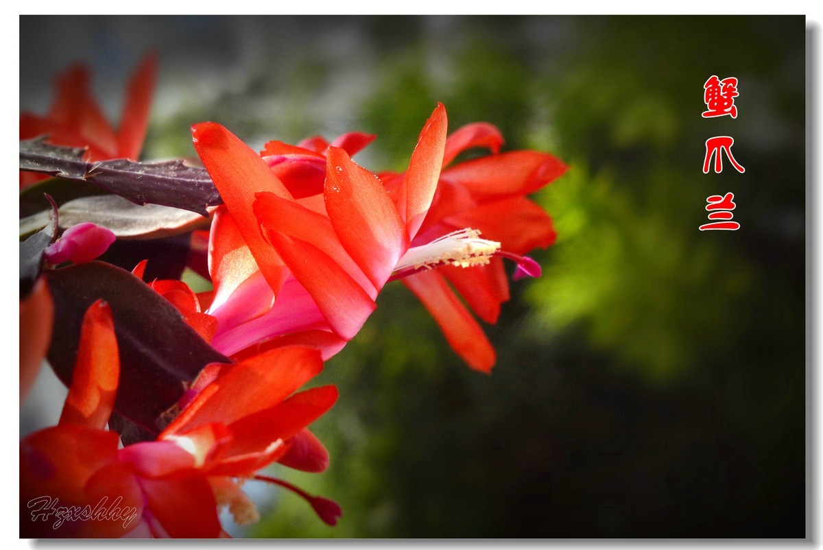 蟹爪兰（2024294）