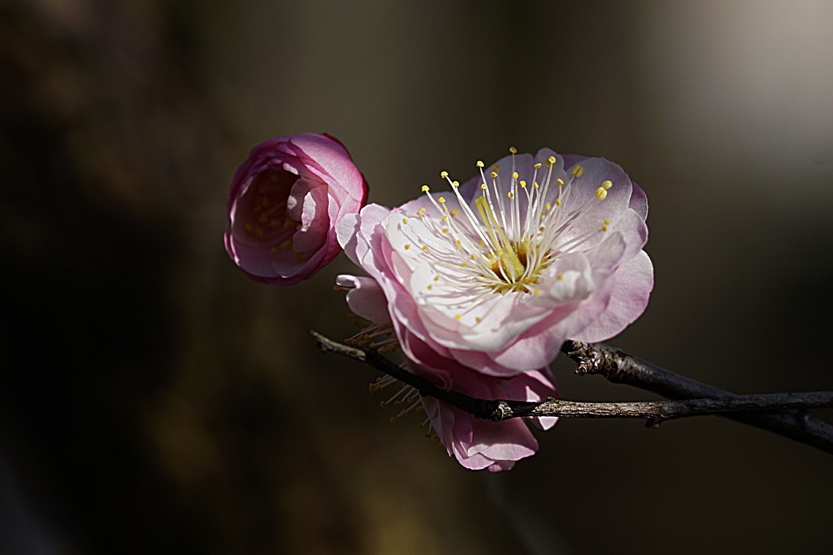 红梅报春（二）