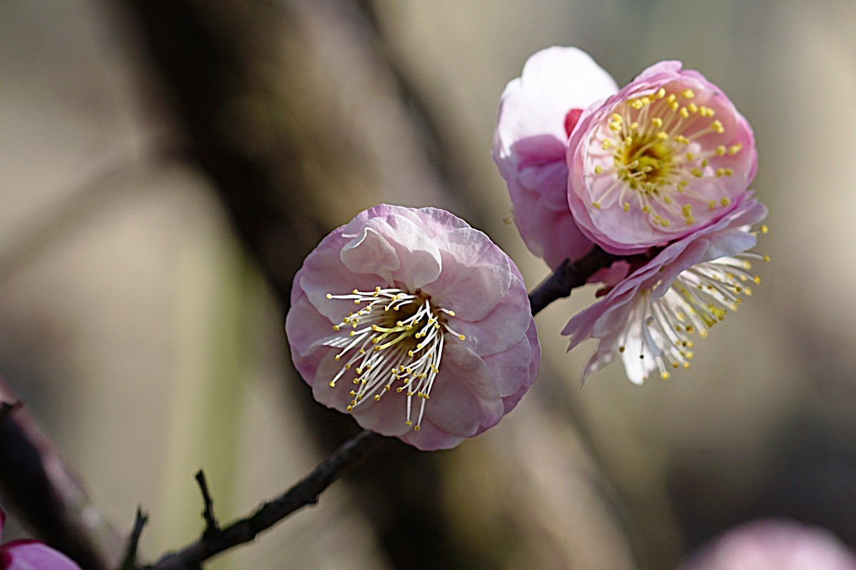 红梅报春（二）