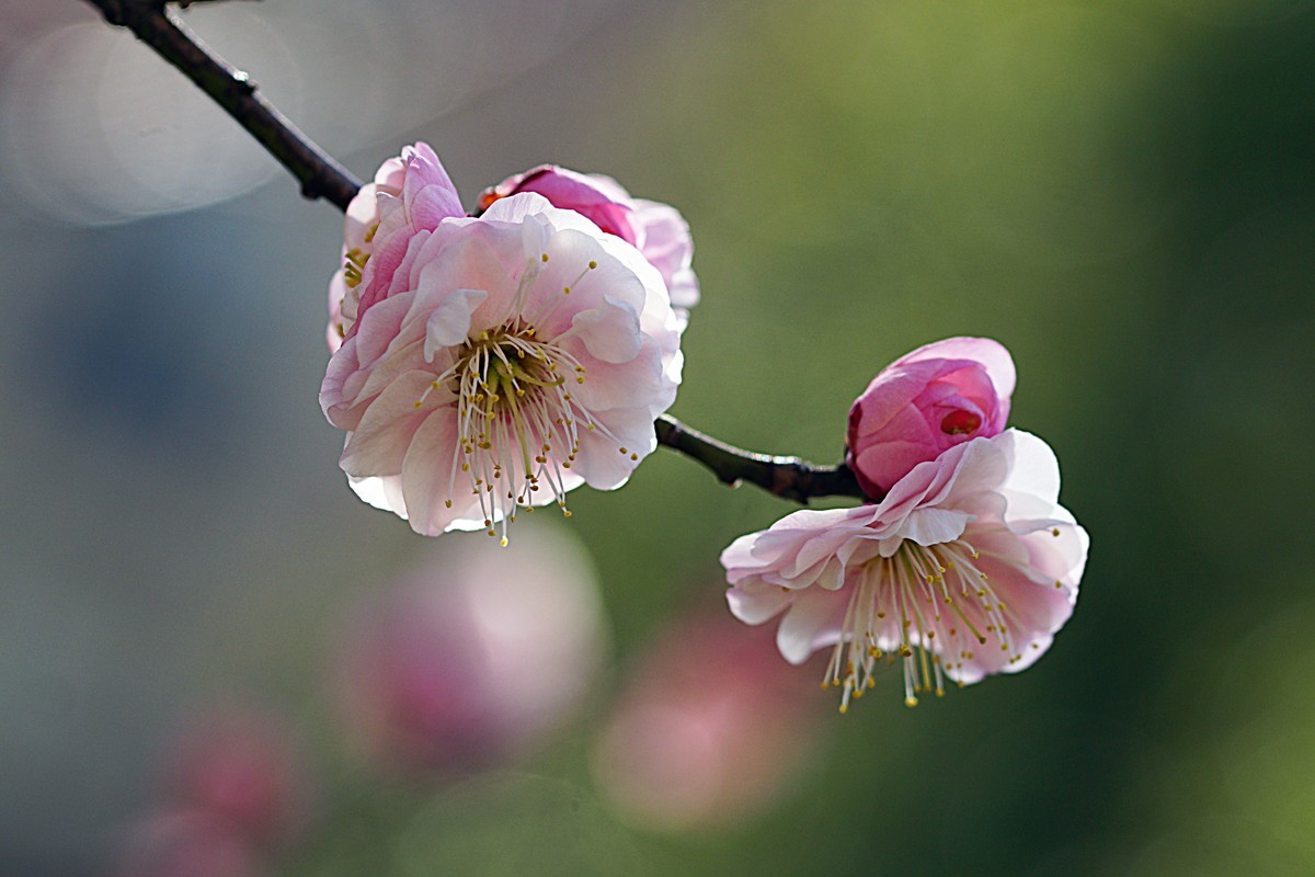 红梅报春（二）