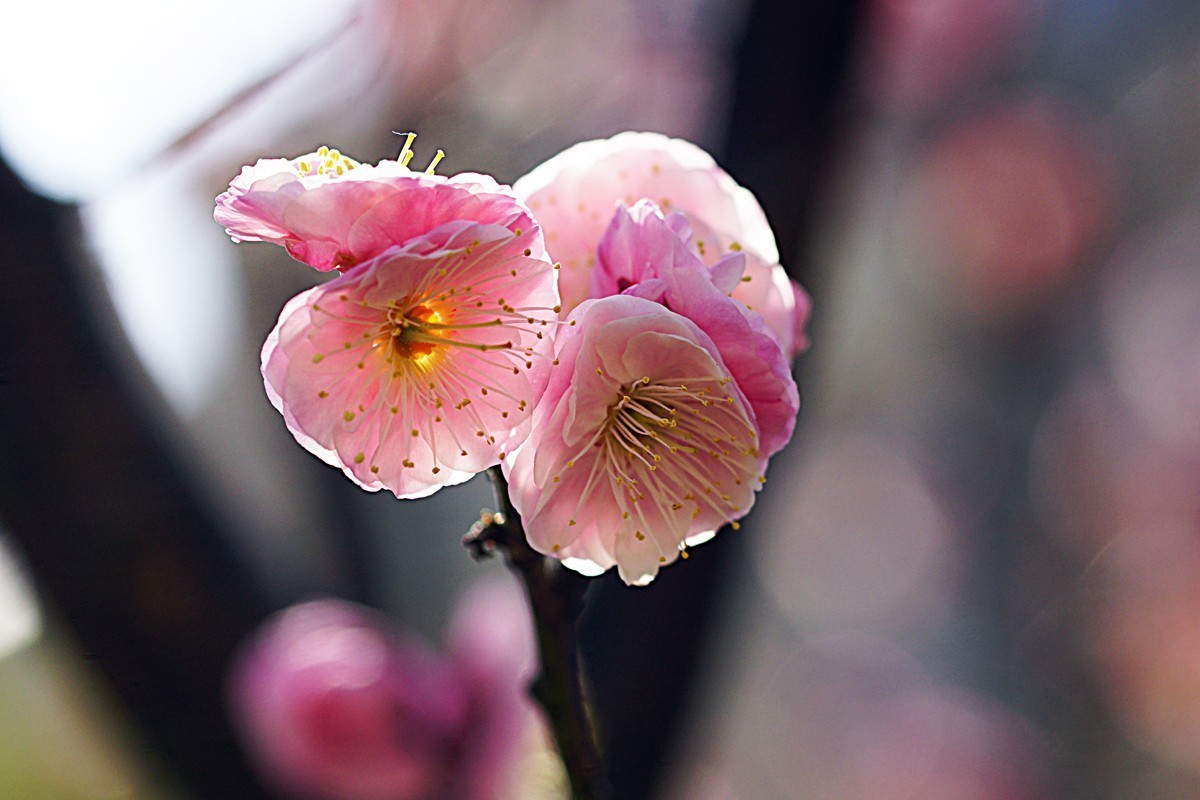 红梅报春（二）