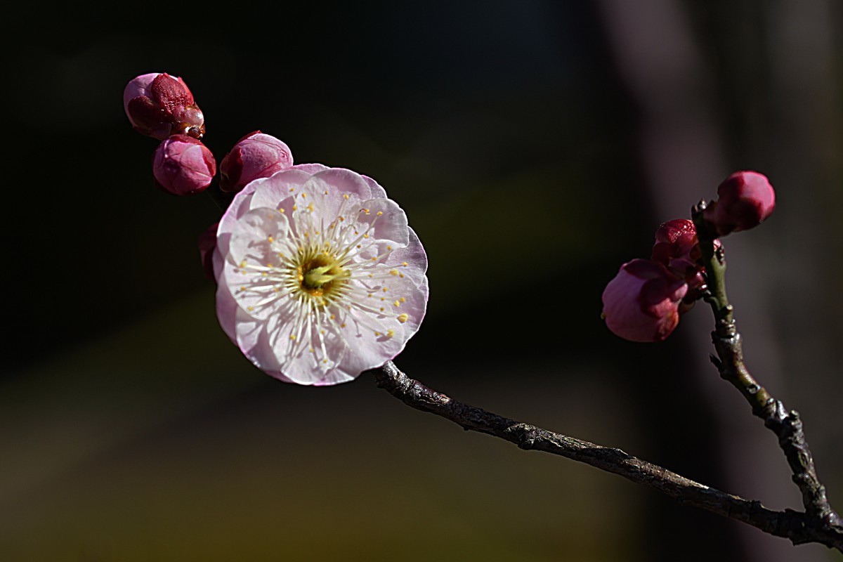 红梅报春（二）