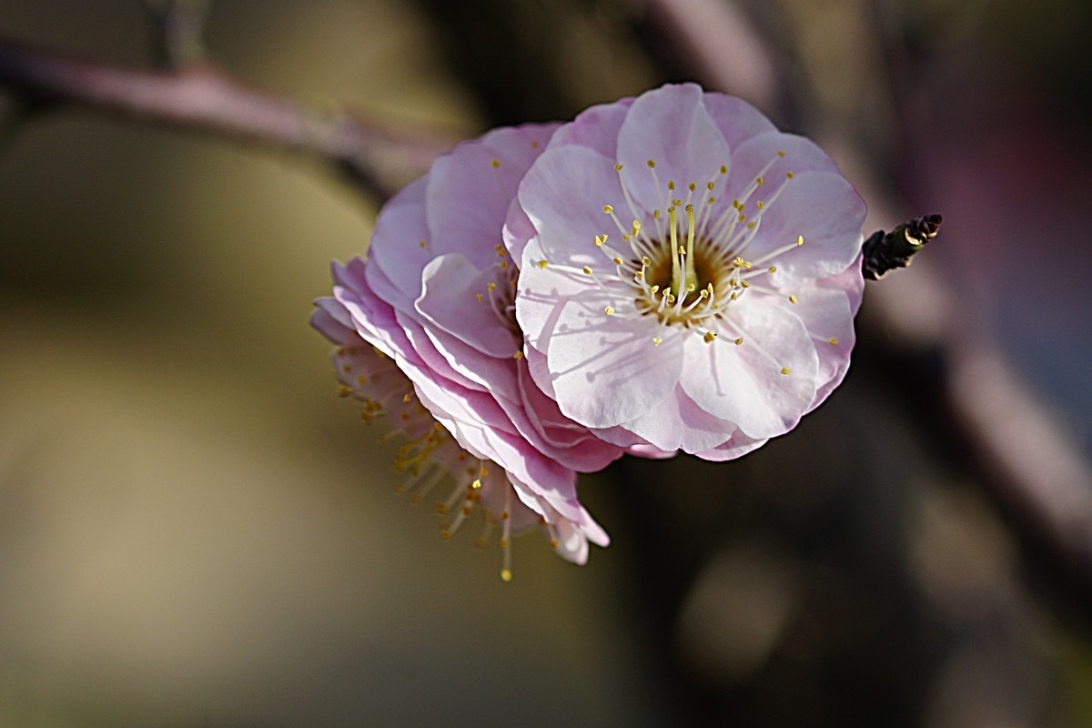 红梅报春（二）