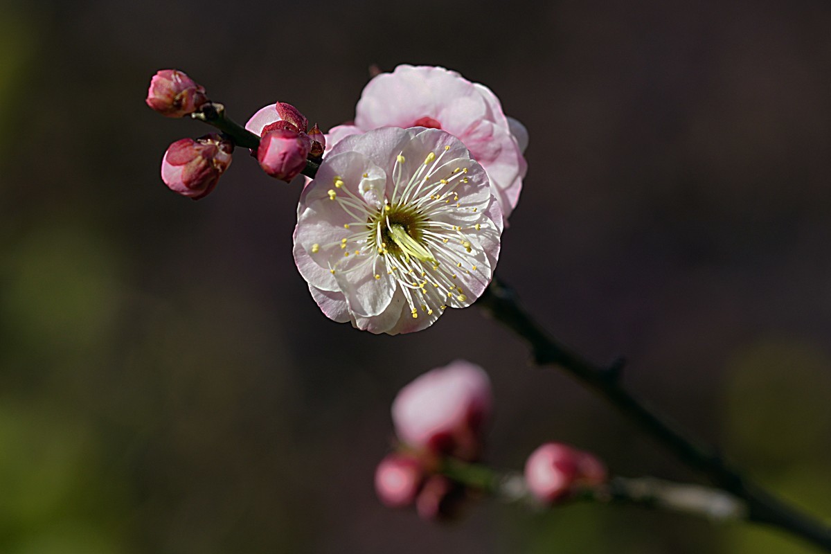 红梅报春（二）