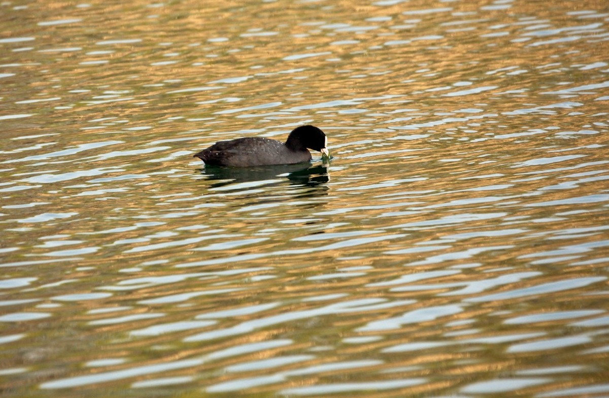 抓拍——明湖水鸟