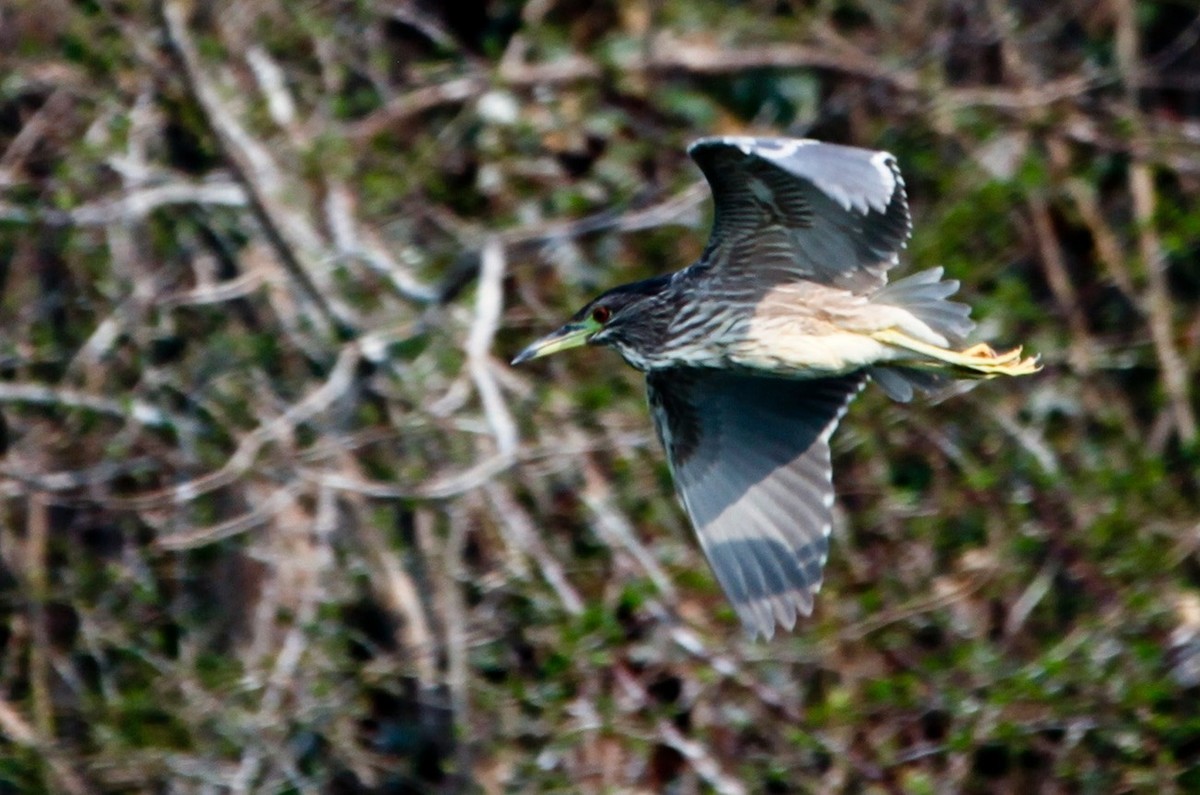 抓拍——明湖水鸟