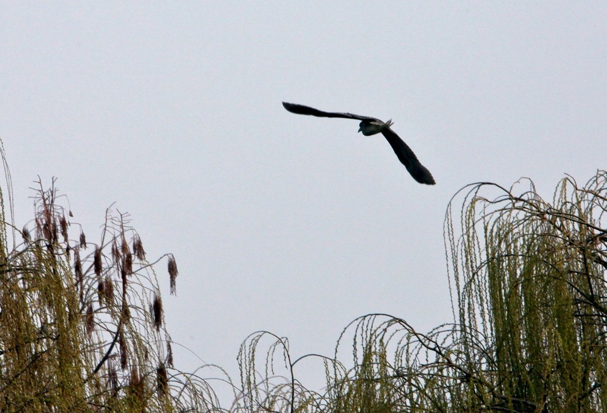 抓拍——明湖水鸟