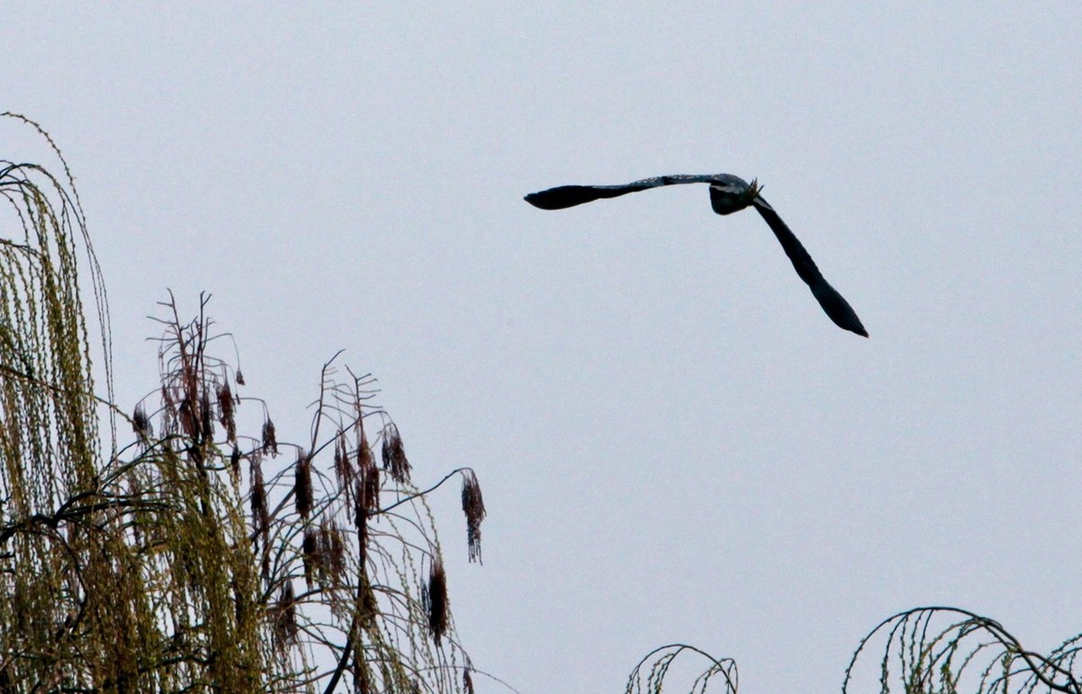 抓拍——明湖水鸟