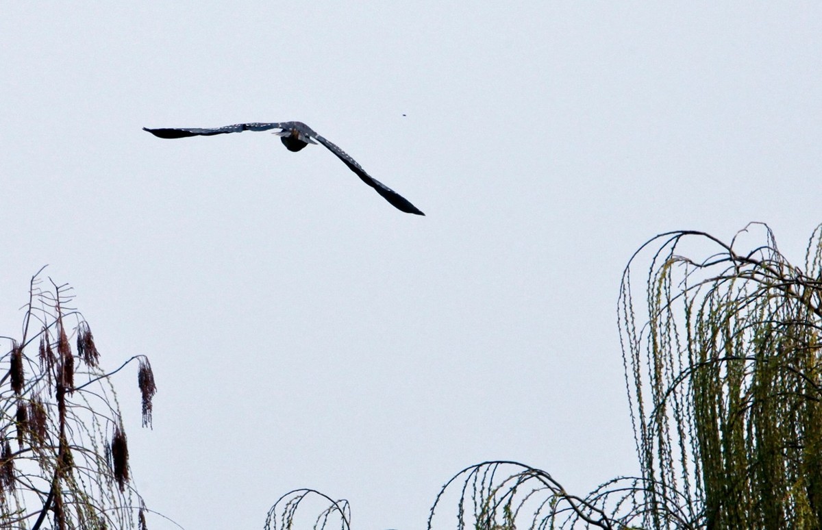 抓拍——明湖水鸟
