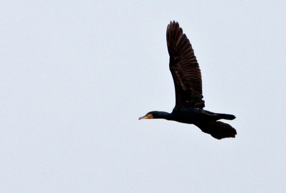 抓拍——明湖水鸟
