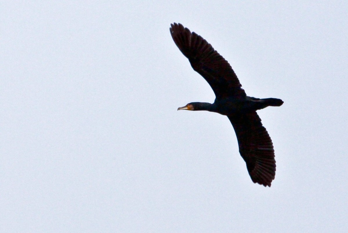 抓拍——明湖水鸟