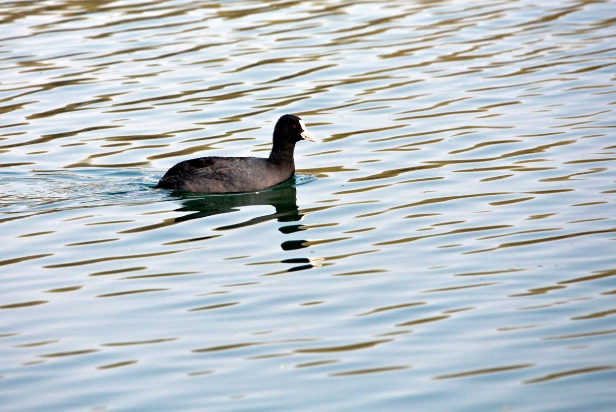 抓拍——明湖水鸟