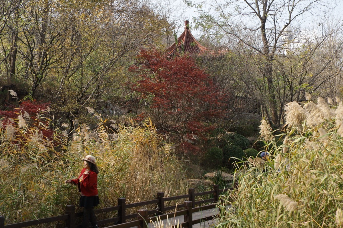 滨城游拍——初冬植物园（2024-3）