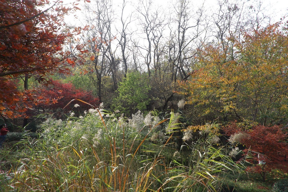 滨城游拍——初冬植物园（2024-3）