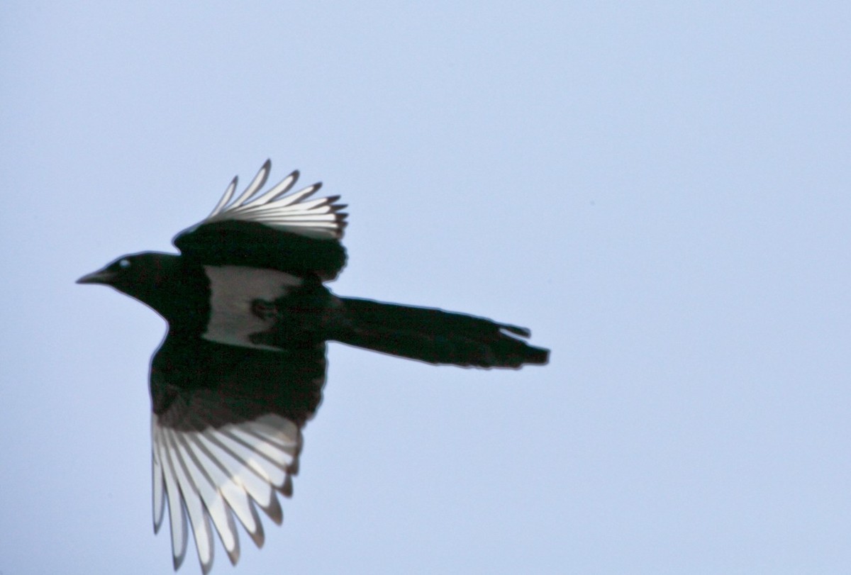 抓拍——明湖水鸟