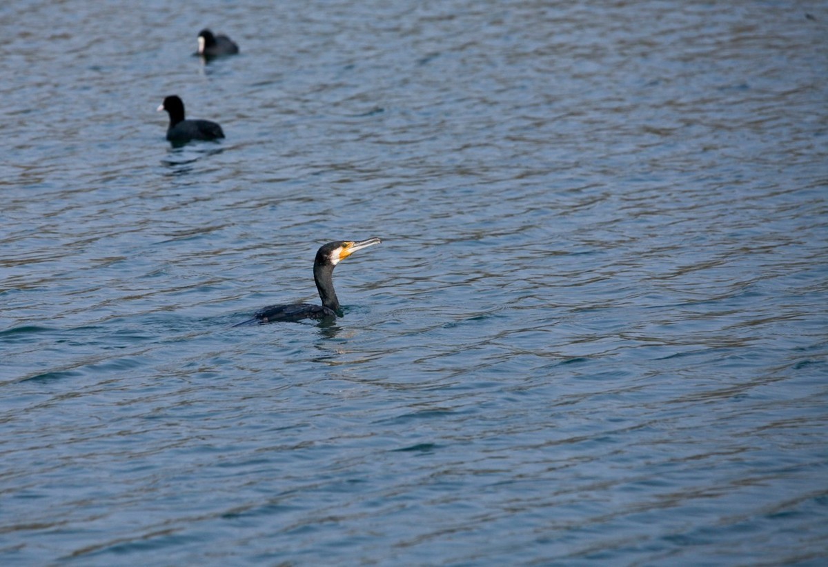 抓拍——明湖水鸟