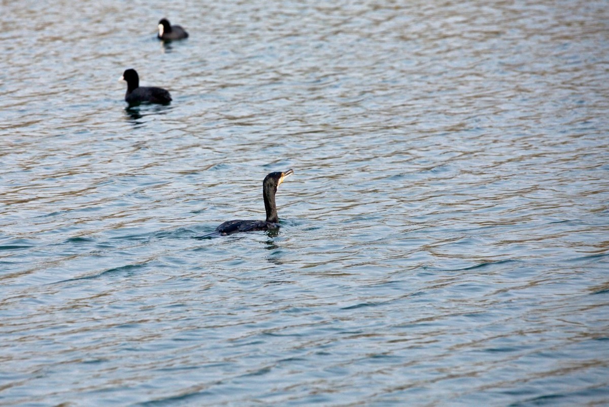 抓拍——明湖水鸟