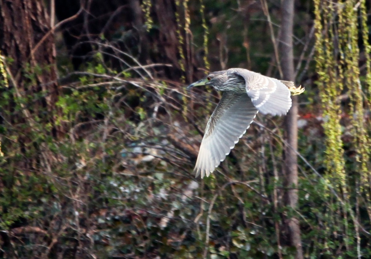 抓拍——明湖水鸟