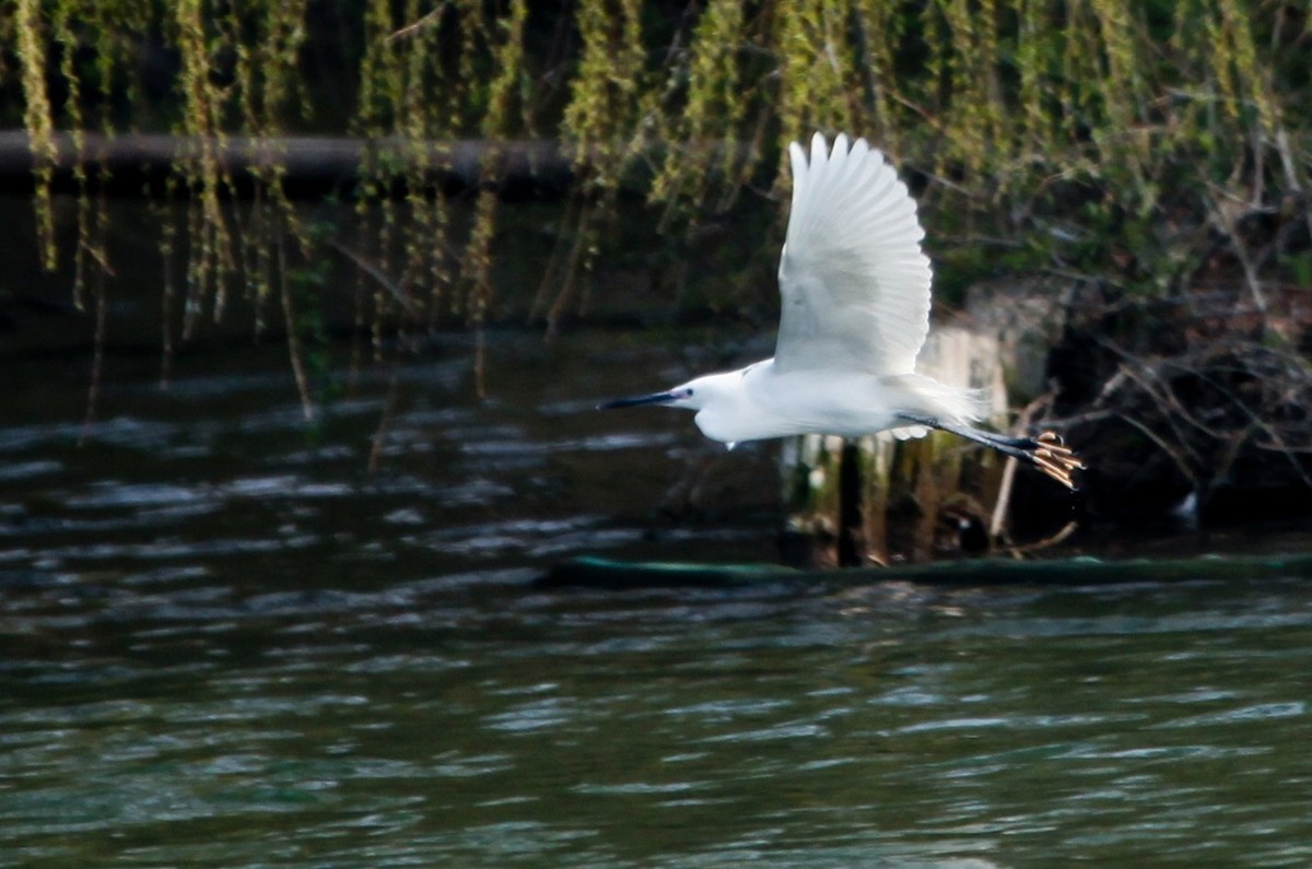 抓拍——明湖水鸟