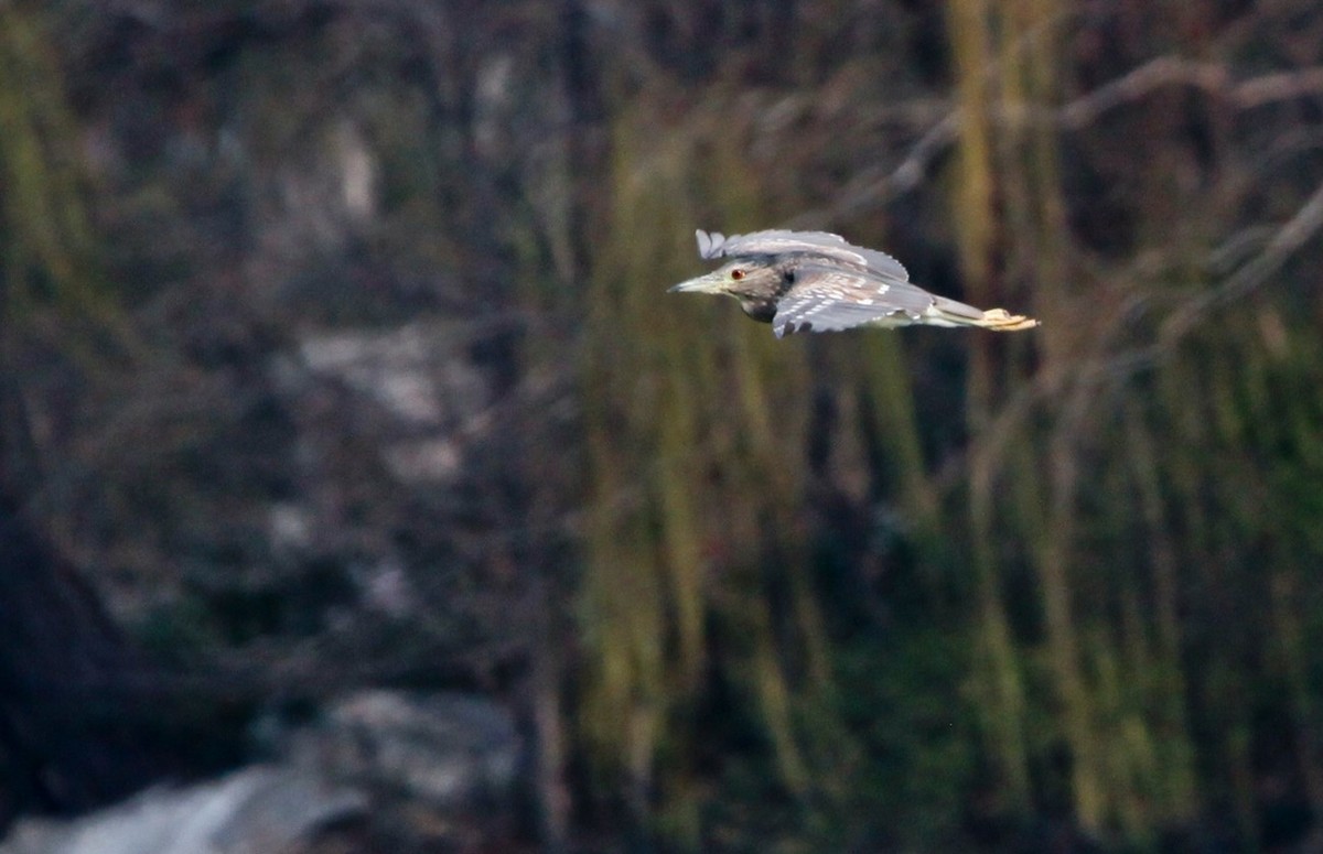 抓拍——明湖水鸟