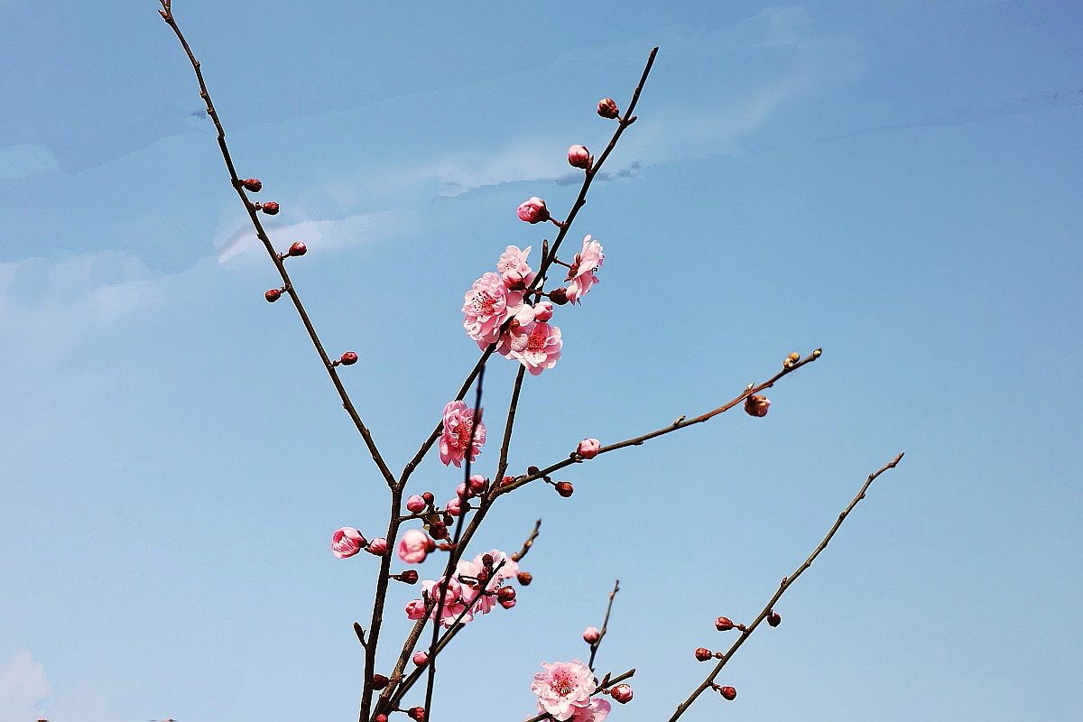 春花（十三）