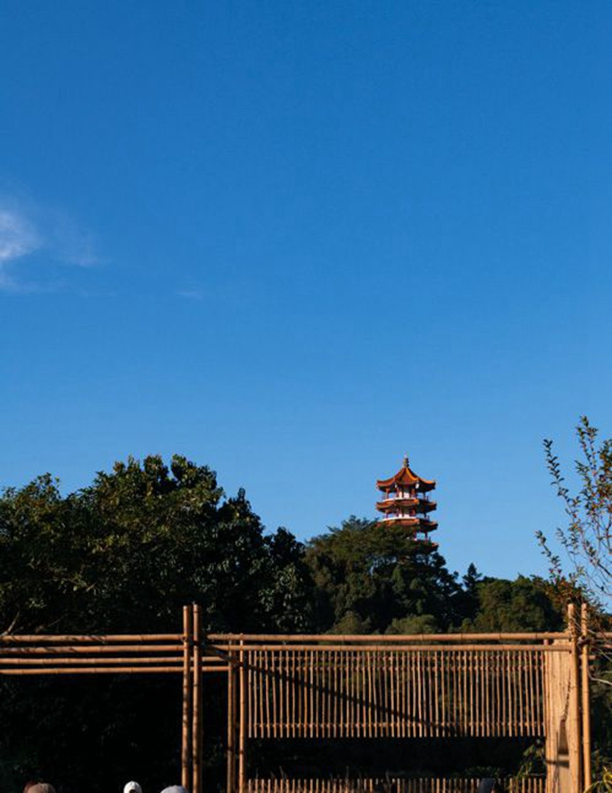 仙湖植物园随拍