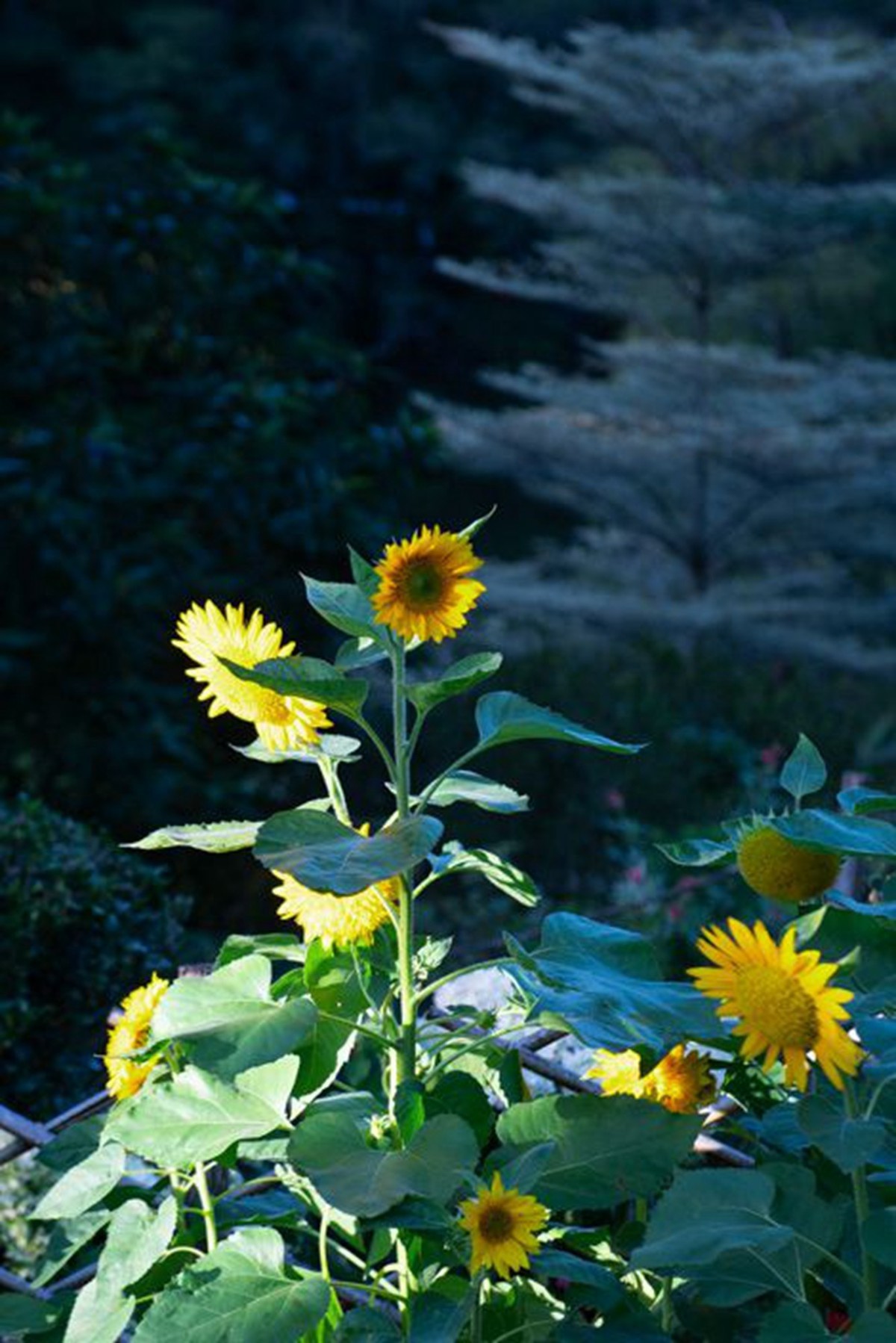 仙湖植物园随拍