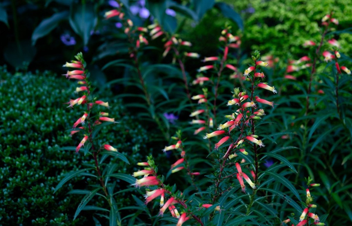 仙湖植物园随拍