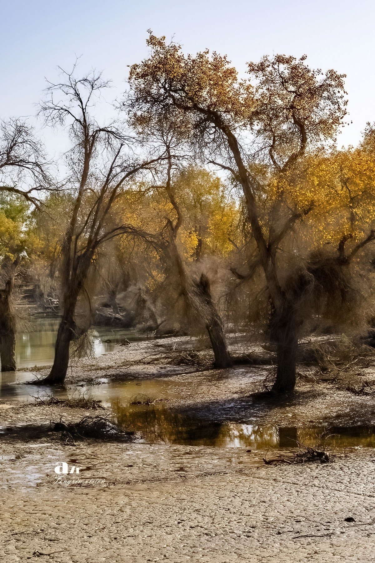 南疆行——沙雅胡杨林（4）