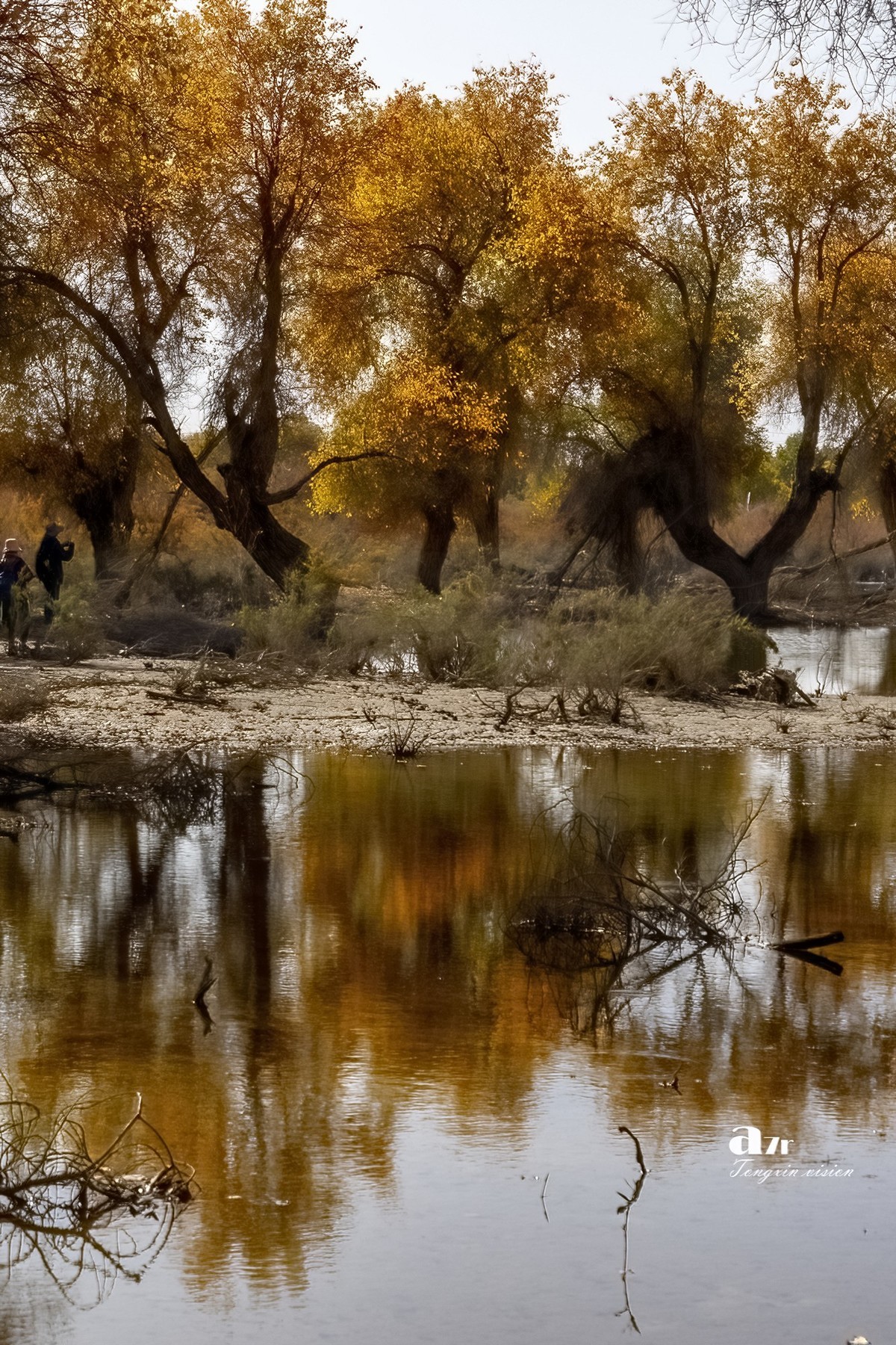 南疆行——沙雅胡杨林（4）