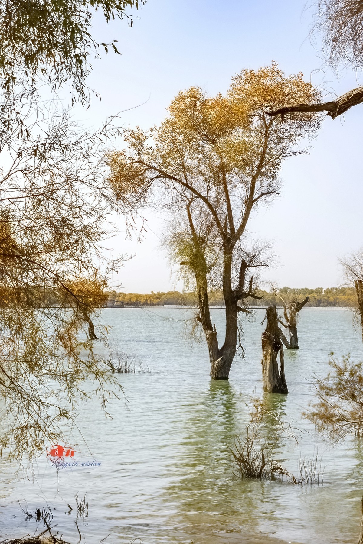 南疆行——沙雅胡杨林（4）